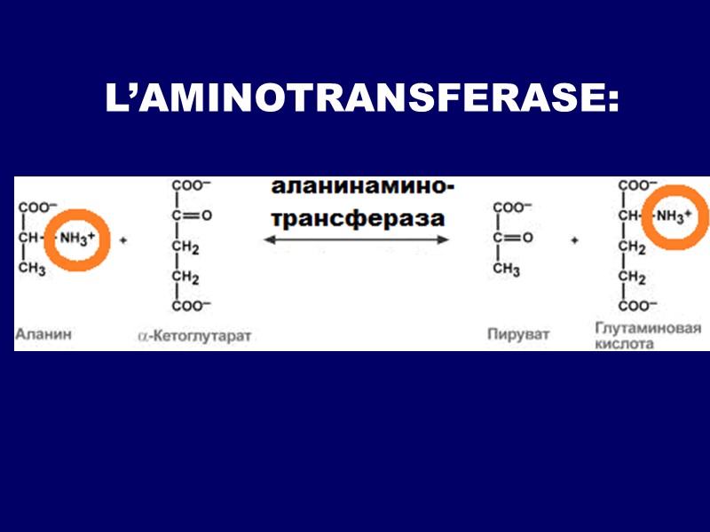 L’AMINOTRANSFERASE: